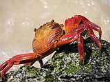 Galapagos 1-2-04 Bachas Sally Lightfoot Crab Our guide Johnny took as along the shore where the sandy beach gave way to black rock caused by lava flows. The Sally Lightfoot crabs are abundant on the lava rocks along the water's edge. The young are black and well-camouflaged against the rocks. The adults are bright red and yellow, like this one.